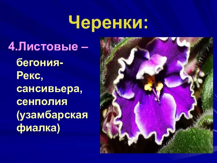 Черенки: 4.Листовые – бегония-Рекс, сансивьера, сенполия (узамбарская фиалка)