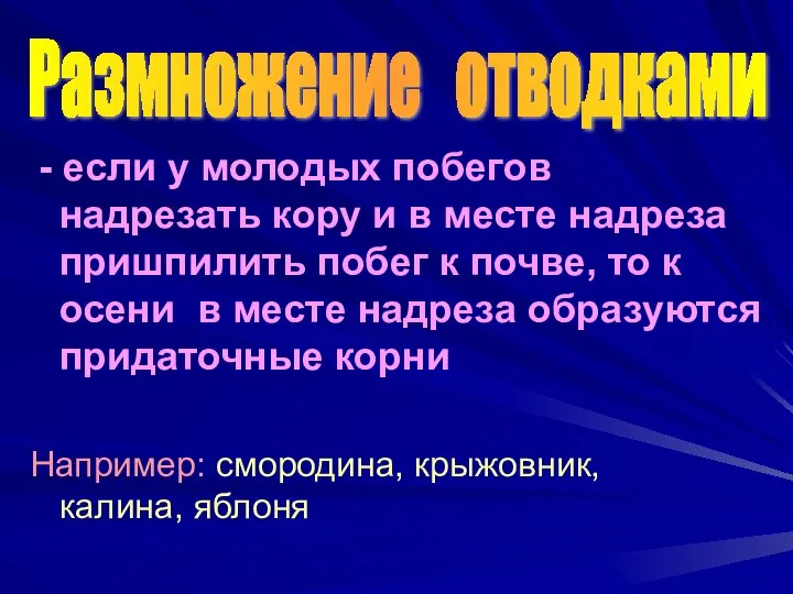 - если у молодых побегов надрезать кору и в месте надреза