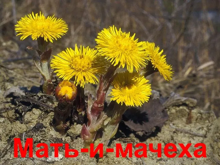 Мать-и-мачеха