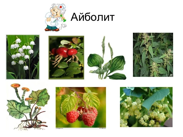 Айболит