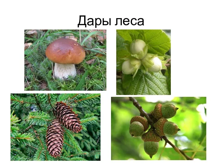 Дары леса