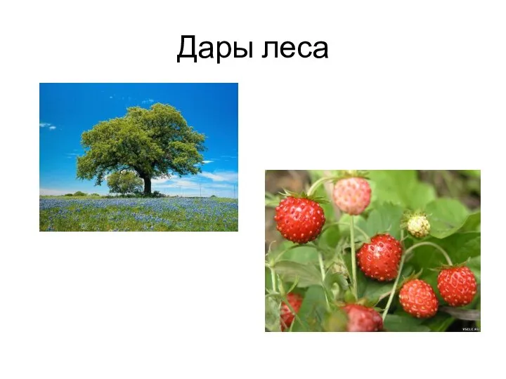 Дары леса