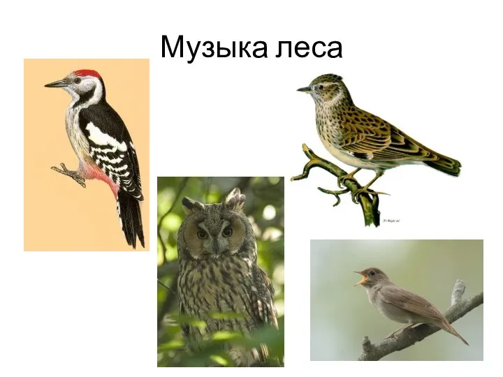 Музыка леса