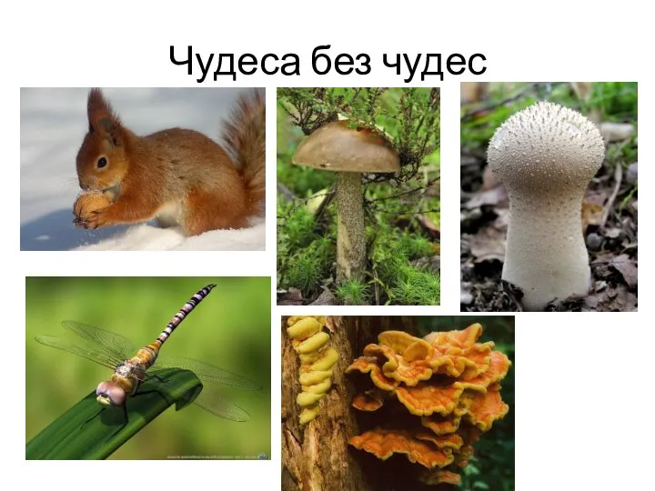 Чудеса без чудес