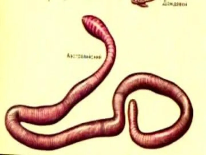 Дождевые черви, находясь в подземных норках, получают достаточное количество кислорода ,путём его диффузии через влажную кожу.