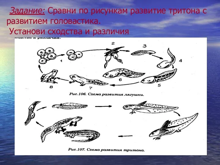 Задание: Сравни по рисункам развитие тритона с развитием головастика. Установи сходства и различия