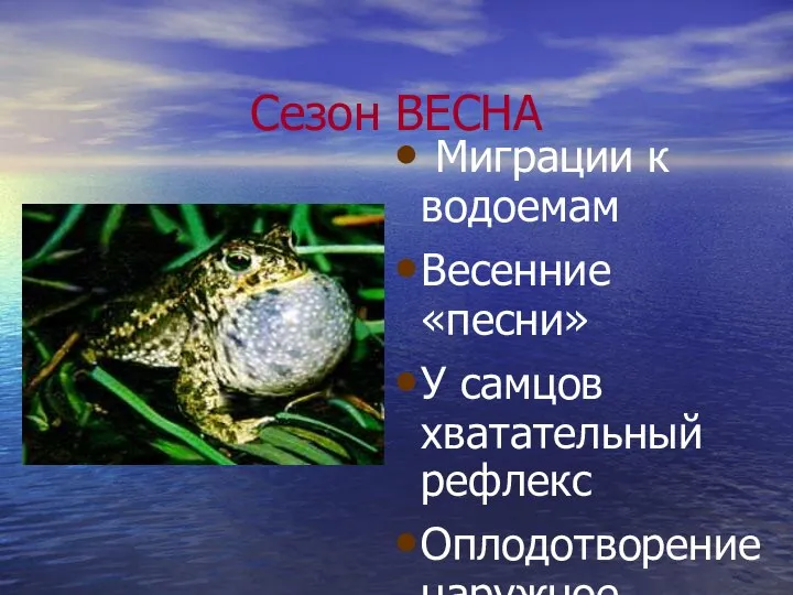 Сезон ВЕСНА Миграции к водоемам Весенние «песни» У самцов хватательный рефлекс Оплодотворение наружное