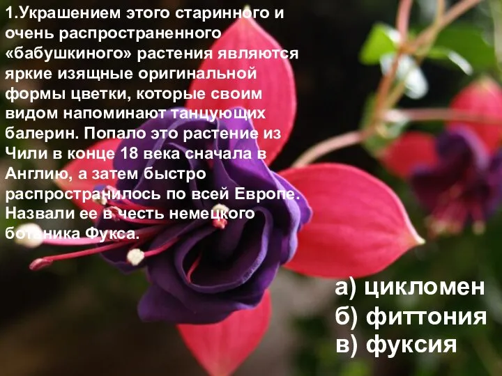 1.Украшением этого старинного и очень распространенного «бабушкиного» растения являются яркие изящные