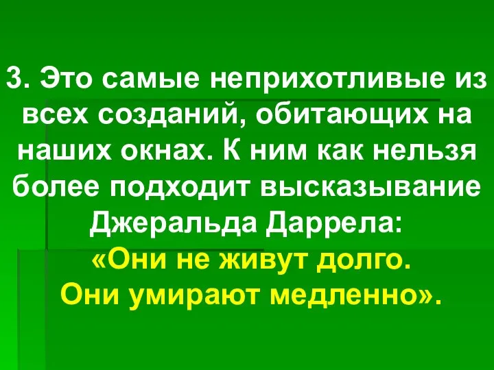 3. Это самые неприхотливые из всех созданий, обитающих на наших окнах.