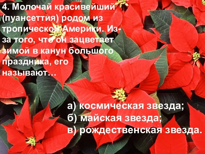 4. Молочай красивейший (пуансеттия) родом из тропической Америки. Из-за того, что