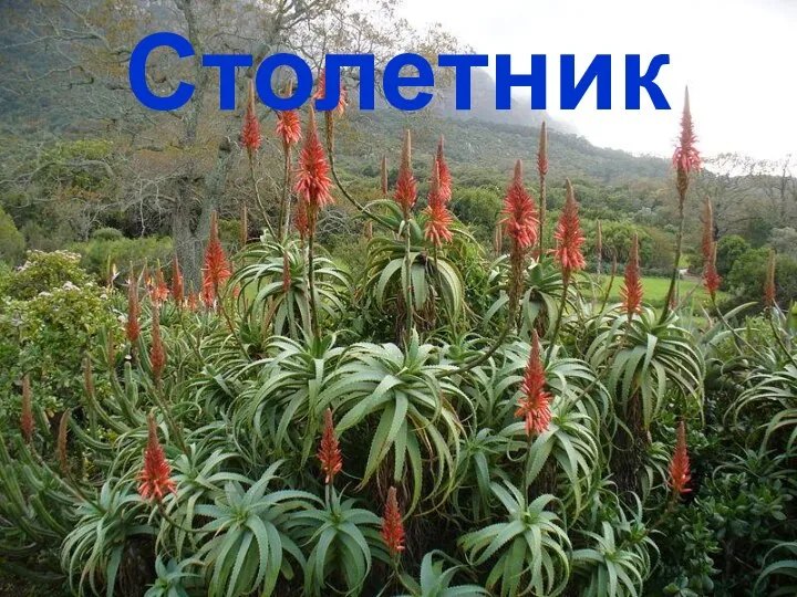 Столетник