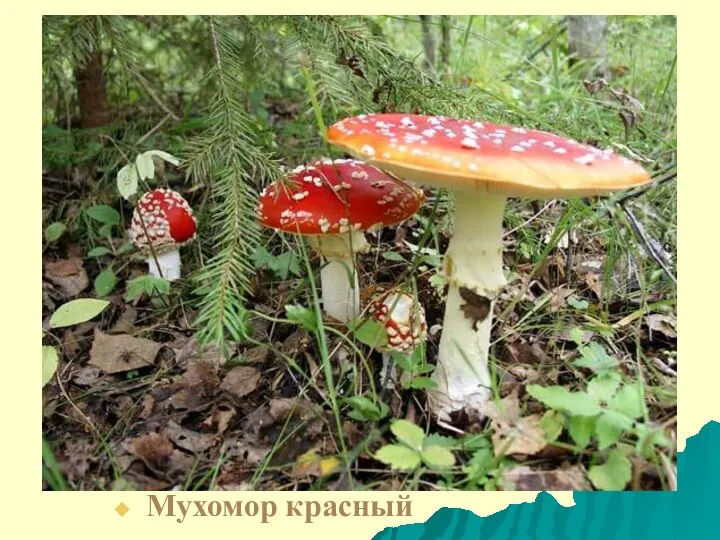 Мухомор красный