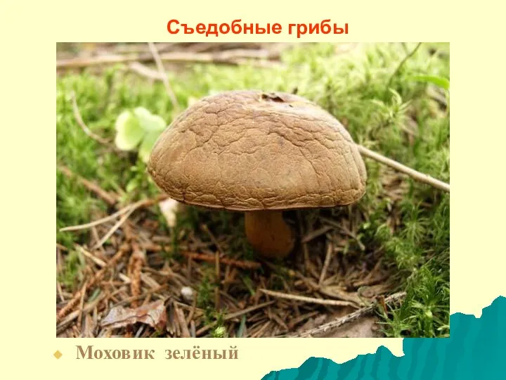 Съедобные грибы Моховик зелёный
