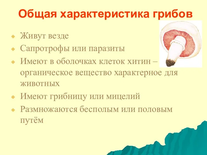 Общая характеристика грибов Живут везде Сапротрофы или паразиты Имеют в оболочках