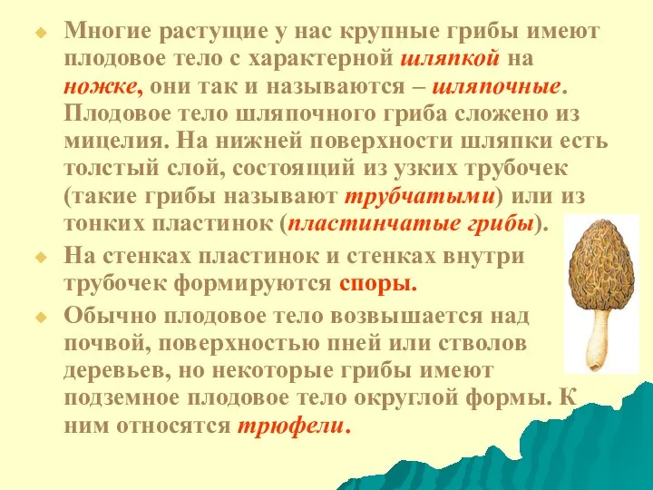 Многие растущие у нас крупные грибы имеют плодовое тело с характерной