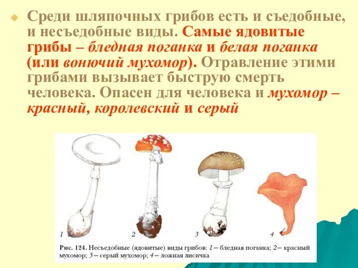 Среди шляпочных грибов есть и съедобные, и несъедобные виды. Самые ядовитые
