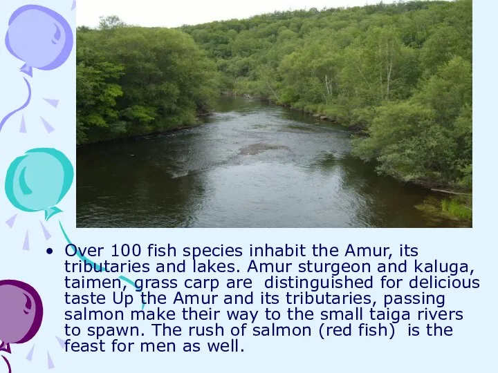 Over 100 fish species inhabit the Amur, its tributaries and lakes.