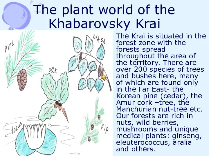 The plant world of the Khabarovsky Krai The Krai is situated