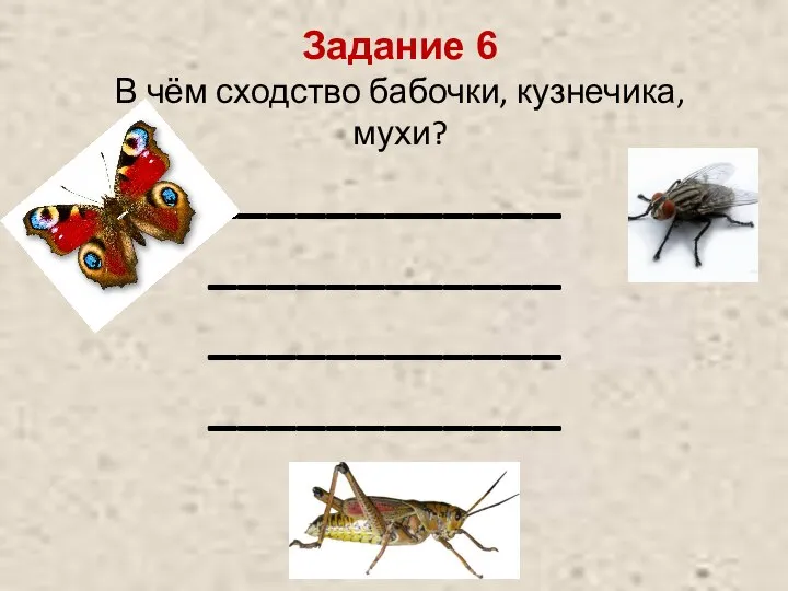 Задание 6 В чём сходство бабочки, кузнечика, мухи? ____________ ____________ ________________________