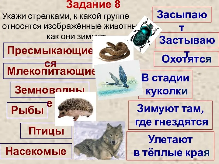 Задание 8 Укажи стрелками, к какой группе относятся изображённые животные, как