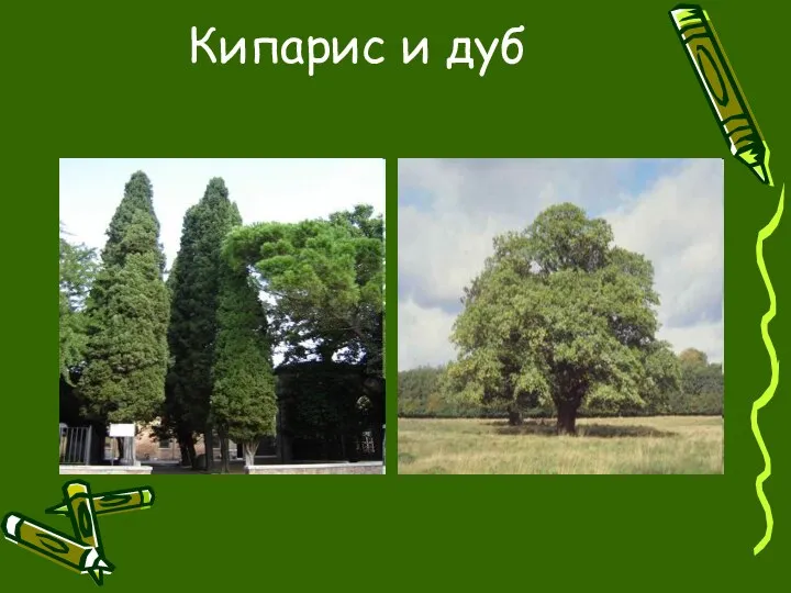 Кипарис и дуб