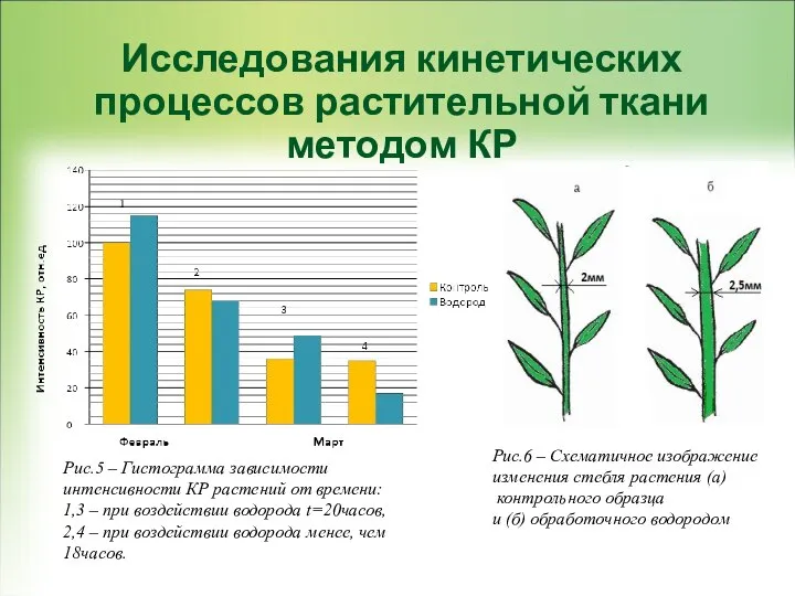 Исследования кинетических процессов растительной ткани методом КР Рис.5 – Гистограмма зависимости