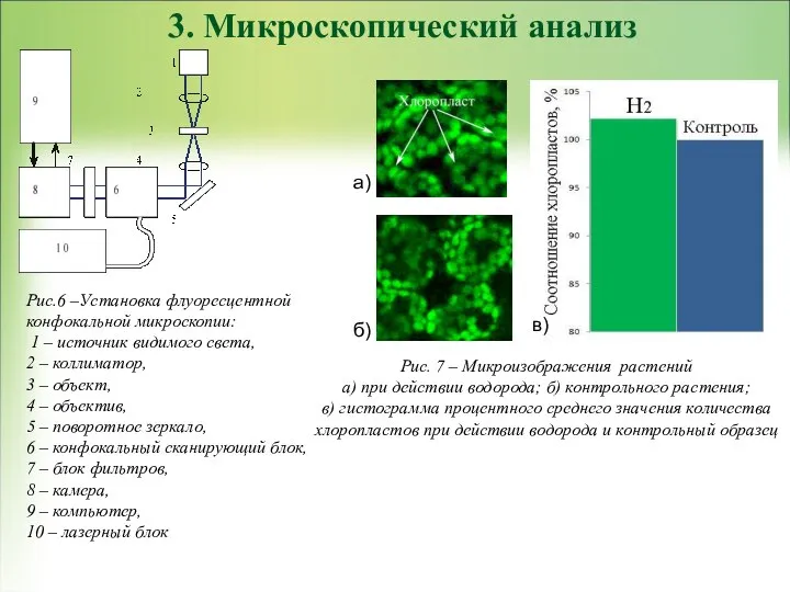 Рис. 7 – Микроизображения растений а) при действии водорода; б) контрольного