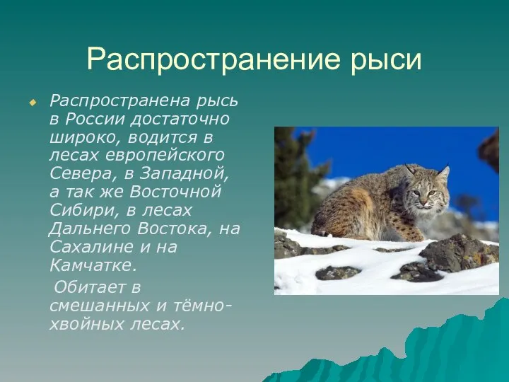 Распространение рыси Распространена рысь в России достаточно широко, водится в лесах