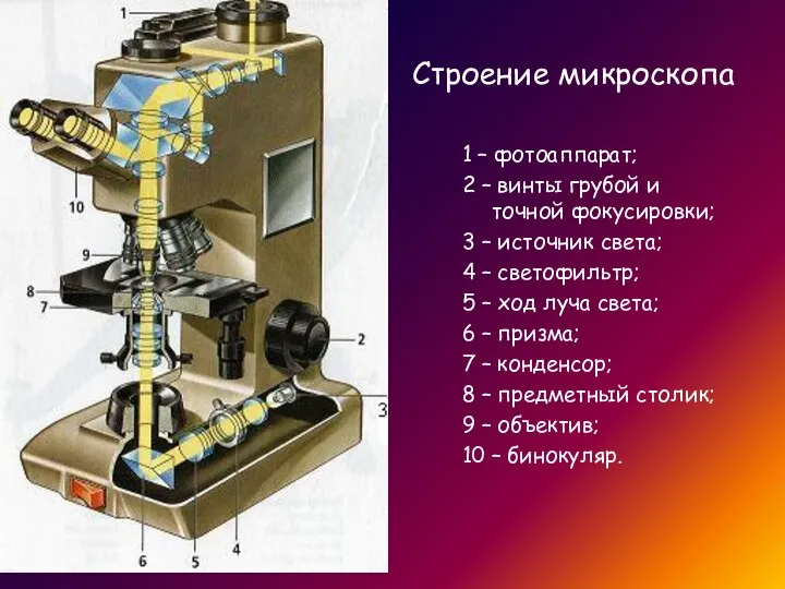 Строение микроскопа 1 – фотоаппарат; 2 – винты грубой и точной