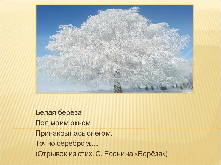 Белая берёза Под моим окном Принакрылась снегом, Точно серебром….. (Отрывок из стих. С. Есенина «Берёза»)