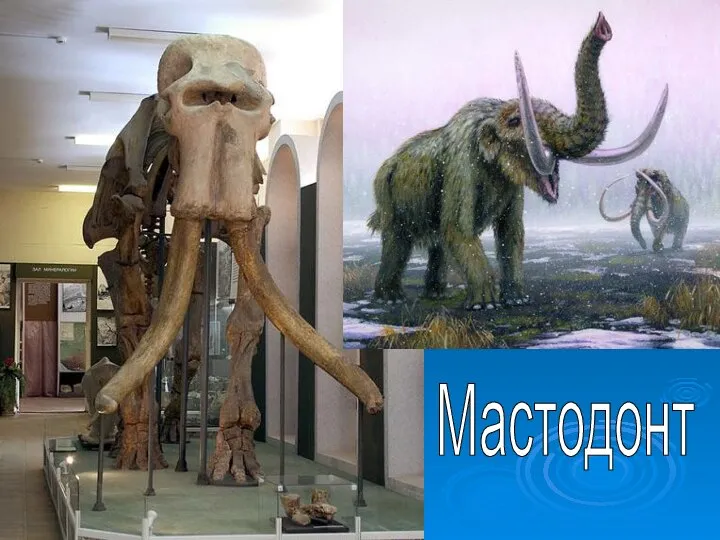 Мастодонт