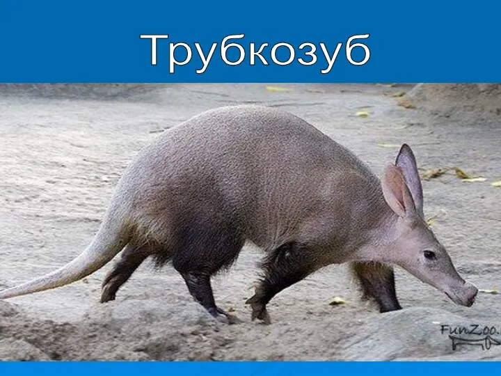 Трубкозуб