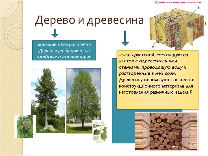 Дерево и древесина -многолетнее растение. Деревья разделяют на хвойные и лиственные