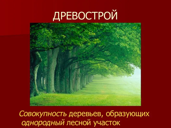 ДРЕВОСТРОЙ Совокупность деревьев, образующих однородный лесной участок