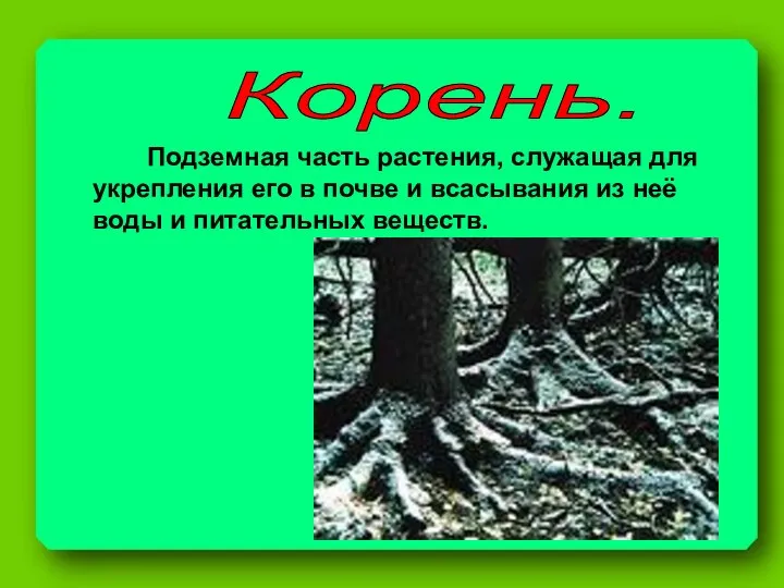 Корень. Подземная часть растения, служащая для укрепления его в почве и