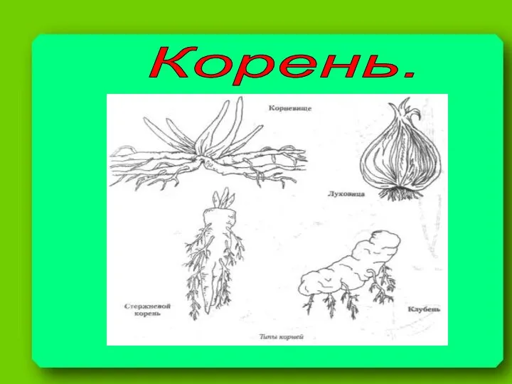 Корень. Морковь Одуванчик Клевер