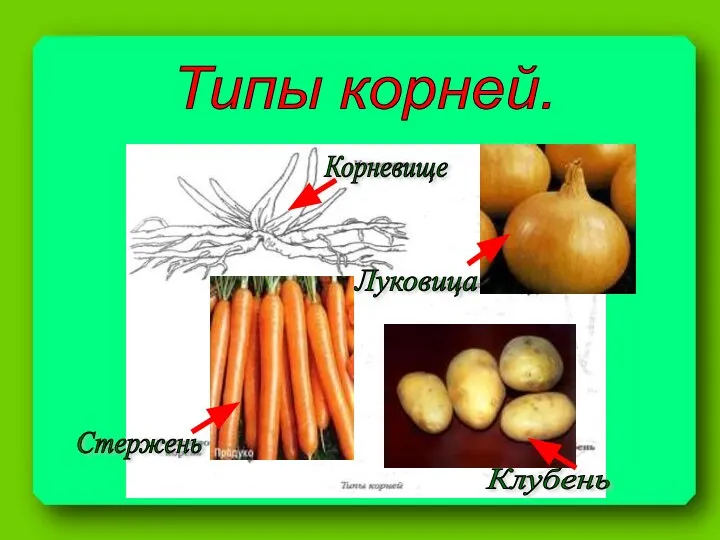 Типы корней. Корневище Луковица Стержень Клубень