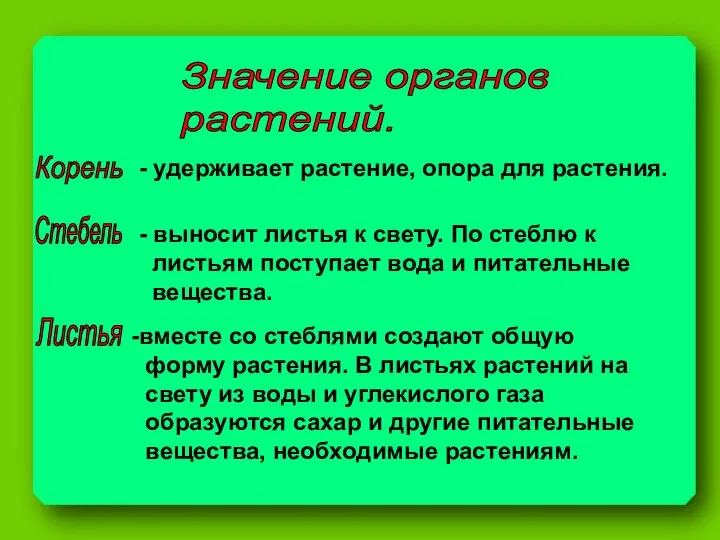 Значение органов растений. Корень - удерживает растение, опора для растения. Стебель