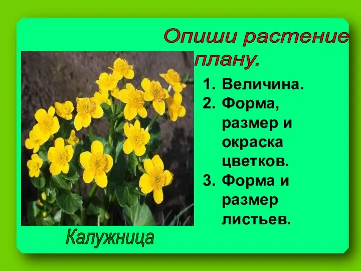 Опиши растение по плану. Калужница Величина. Форма, размер и окраска цветков. Форма и размер листьев.