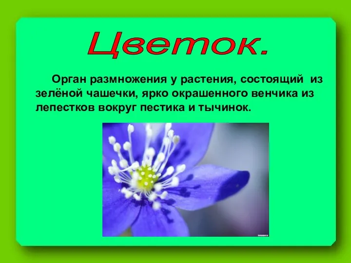 Цветок. Орган размножения у растения, состоящий из зелёной чашечки, ярко окрашенного