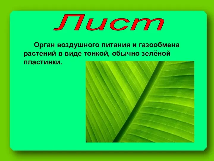 Лист Орган воздушного питания и газообмена растений в виде тонкой, обычно зелёной пластинки.