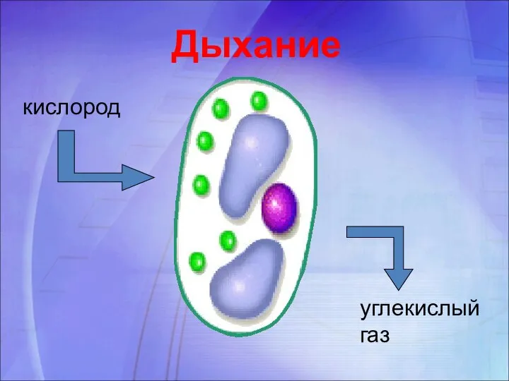 Дыхание