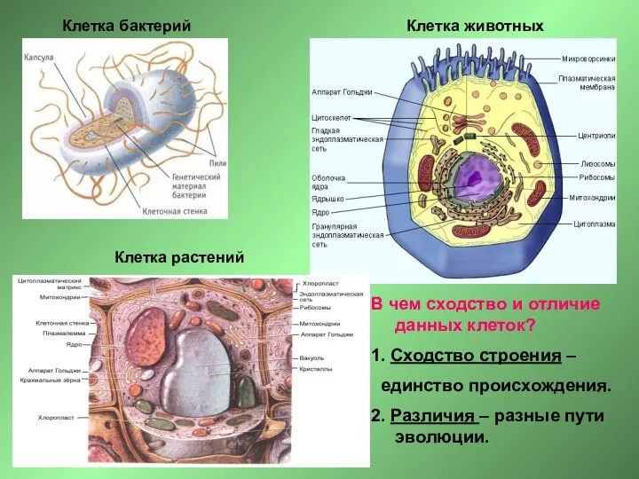 Клетка бактерий Клетка растений Клетка животных В чем сходство и отличие