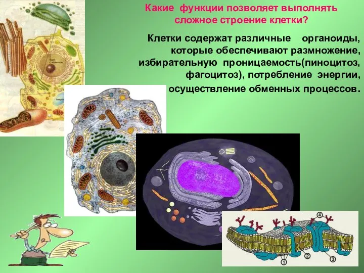 Какие функции позволяет выполнять сложное строение клетки? Клетки содержат различные органоиды,