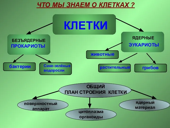 ПРОКАРИОТЫ ЭУКАРИОТЫ ЧТО МЫ ЗНАЕМ О КЛЕТКАХ ?