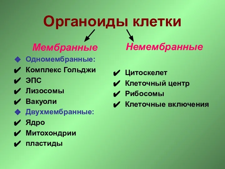 Органоиды клетки Мембранные Одномембранные: Комплекс Гольджи ЭПС Лизосомы Вакуоли Двухмембранные: Ядро