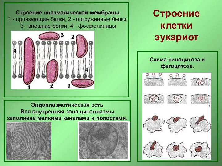 Строение плазматической мембраны. 1 - пронзающие белки, 2 - погруженные белки,