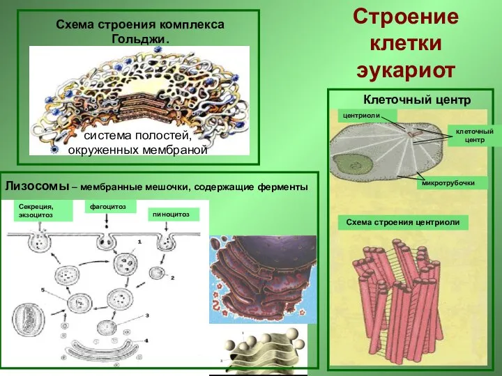 Схема строения комплекса Гольджи. система полостей, окруженных мембраной Клеточный центр клеточный