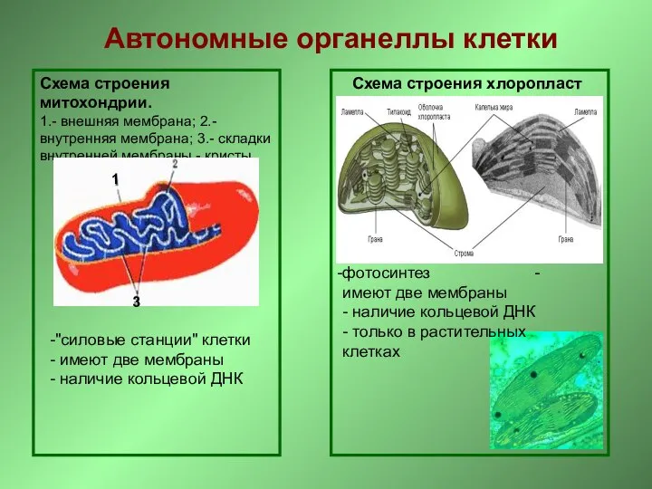 Автономные органеллы клетки Схема строения митохондрии. 1.- внешняя мембрана; 2.- внутренняя