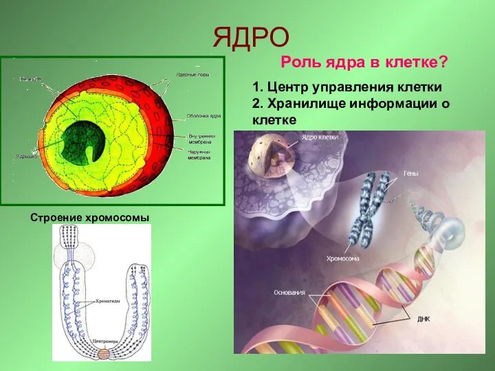 ЯДРО Строение хромосомы Роль ядра в клетке? 1. Центр управления клетки 2. Хранилище информации о клетке